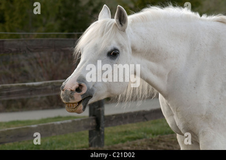 Bianco sorridente Arabian Horse, colpo alla testa, ritratto, divertente, rivolto verso sinistra con recinto in background Foto Stock