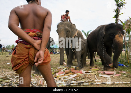 A Suai mahout orologi suoi elefanti durante l'elefante di Surin Round-up festival. Surin, Thailandia Foto Stock