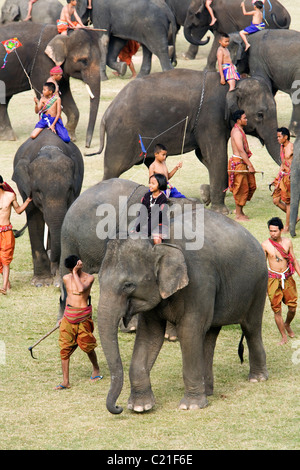 Una mandria di giovani elefanti è cavalcato da Suai bambini durante l'Elefante annuale festival Roundup. Surin, Thailandia Foto Stock