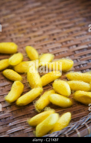 Bozzoli di bachi da seta utilizzato per produrre filo di seta. Surin, Surin, Thailandia Foto Stock