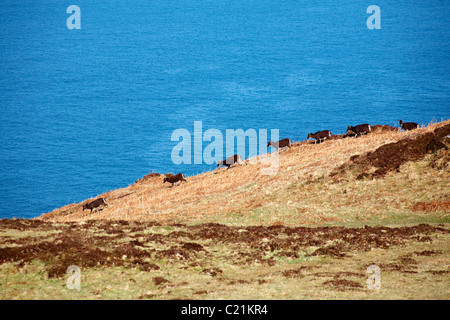 Fila di pecore Soay, Ovis aries, correndo giù per le scogliere su Lundy Island, Devon, Inghilterra Regno Unito nel mese di marzo Foto Stock