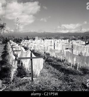 La Tunisia, 1950s. Filato di cotone essiccamento in un campo in questo quadro storico da J Allan contanti. Foto Stock
