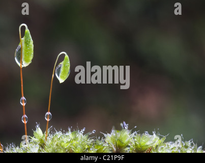 Bryum capilliare, un cuscino comune la formazione di MOSS si trovano spesso in crescita su pareti e rocce. Qui mostrato in primavera. Foto Stock