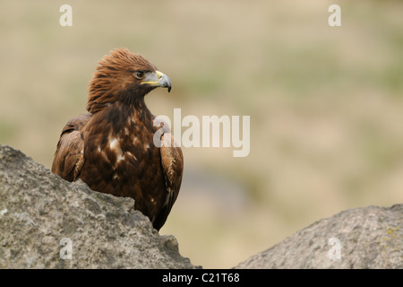 Golden Eagle, nel mezzo di alcune rocce in mostra il suo fiero o angriness mettendo la corona di piume Foto Stock