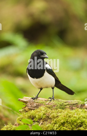 Gazza comune (Pica pica) nella foresta, Co Waterford, Irlanda Foto Stock