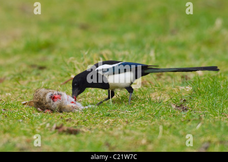Gazza comune (Pica pica) alimentazione sul coniglio morto, Kent, Regno Unito Foto Stock