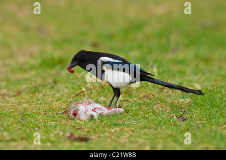 Gazza comune (Pica pica) alimentazione sul coniglio morto, Kent, Regno Unito Foto Stock