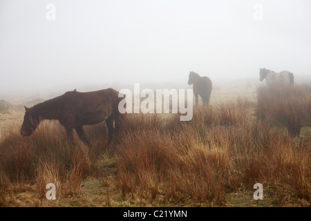 Lundy pony al pascolo nella nebbia spessa su Lundy Island, Devon, Inghilterra Regno Unito nel mese di marzo Foto Stock