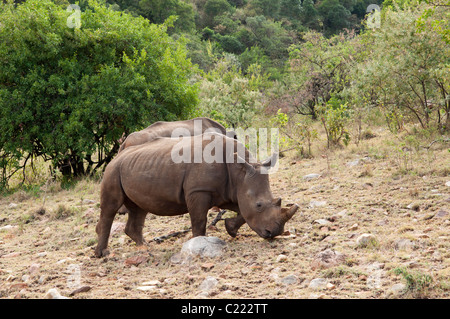 Rinoceronte bianco (Cerototherium simium), il Masai Mara, Kenya. Foto Stock