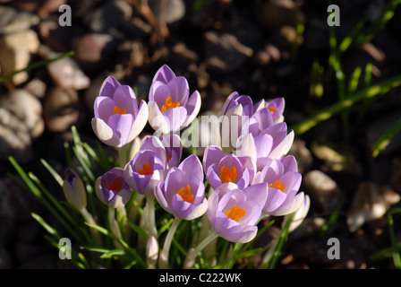 Inizio della primavera crocus in pezzata sunshine Foto Stock