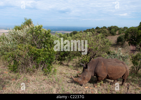 Rinoceronte bianco (Cerototherium simium), il Masai Mara, Kenya. Foto Stock