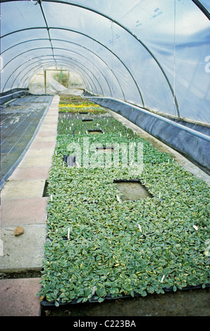 Plantings crescendo in polytunnels Foto Stock