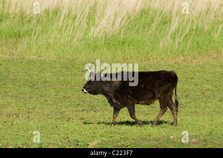 Bovini di Heck (Bos taurus) Oostvaardersplassen, Paesi Bassi Foto Stock