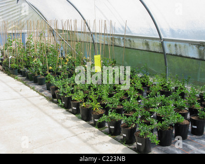 Polytunnels con piante e arbusti crescono Foto Stock