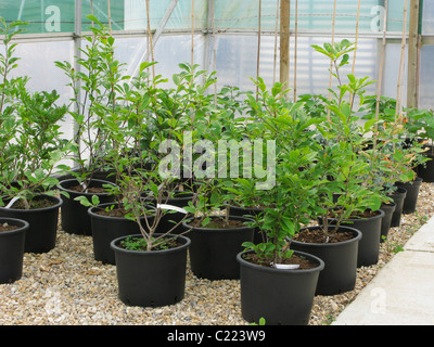 Arbusti crescono in polytunnels Foto Stock