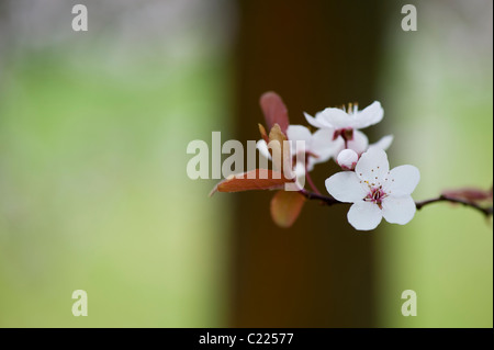 Prunus Cerasifera Diversifolia. Cherry Plum. Cherry Tree blossom. Foto Stock