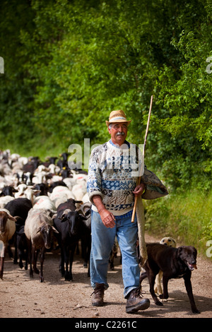 Santino, un pastore umbra conduce il suo gregge verso il basso dai pascoli nelle colline vicino a campi Vecchio, Umbria Italia Foto Stock