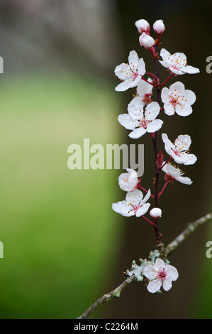 Prunus Cerasifera 'flash viola". Cherry Plum. Cherry Tree blossom Foto Stock