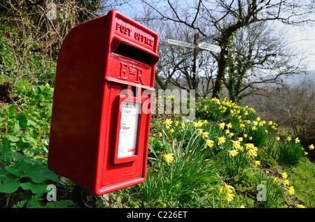 Casella postale e Narcisi a Clifford Croce, vicino Dunsford Devon UK Foto Stock