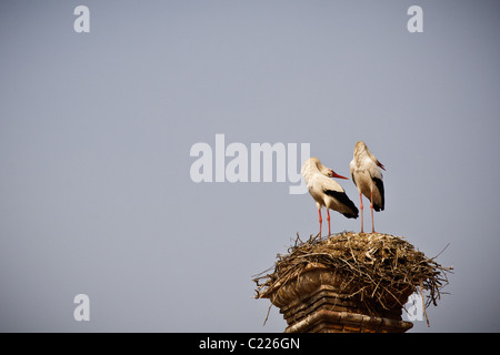 La nidificazione delle cicogne bianche, Alfaro, La Rioja, Spagna, España Foto Stock