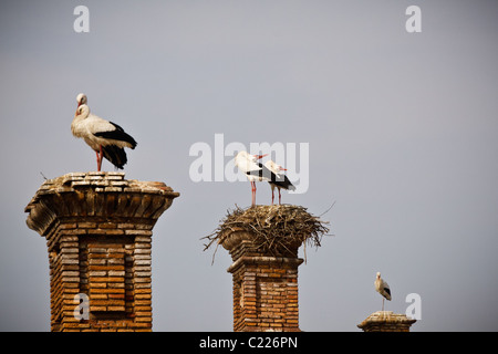 La nidificazione delle cicogne bianche, Alfaro, La Rioja, Spagna, España Foto Stock