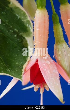 Fuchsia 'Rosemarie Higham' Fiore e foglie variegato Luglio Foto Stock