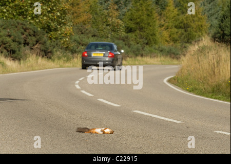 Red scoiattolo (Sciurus vulgaris) ucciso sulla strada, Black Isle, Scozia. Foto Stock