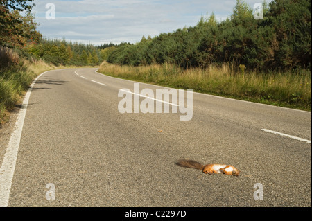 Red scoiattolo (Sciurus vulgaris) ucciso sulla strada, Black Isle, Scozia. Foto Stock