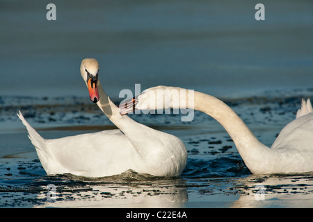 Cigni in disputa territoriale sulla laguna gelata-Victoria, Isola di Vancouver, British Columbia, Canada. Foto Stock