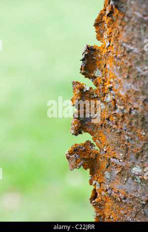 Prunus Avium Plena. Ciliegio selvatico. Fiore doppio Bianco Ciliegio di corteccia di albero coperto di alghe Trentepohlia Foto Stock