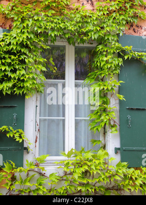 Uva finestra incorniciata con verde di persiane alle finestre Foto Stock