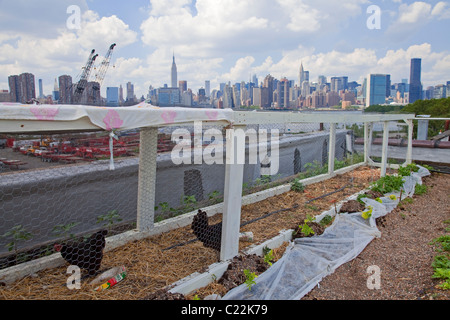 Eagle Street Rooftop Farm è un 6.000 sq ft sul tetto fattoria urbana a Greenpoint, Brooklyn Foto Stock