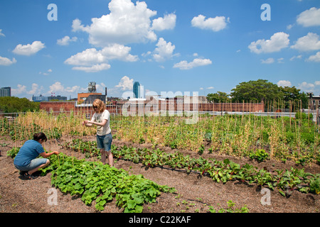 Eagle Street Rooftop Farm è un 6.000 sq ft sul tetto fattoria urbana a Greenpoint, Brooklyn Foto Stock