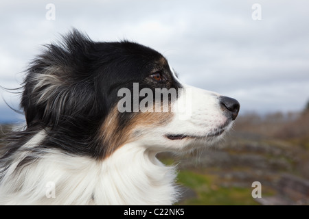 Un Border Collie in un parco di Victoria, BC, Canada. Foto Stock