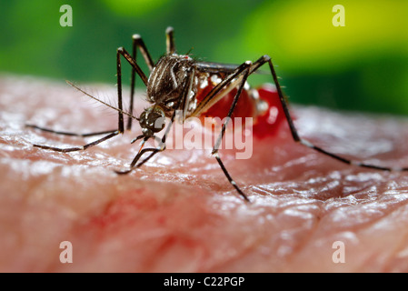 Una femmina di 'Aedes aegypti' mosquito mentre lei è nel processo di acquisizione di una farina di sangue dal suo ospite umano. Foto Stock