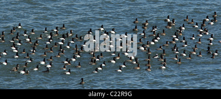 Lesser scaup duck Palo Alto Baylands Park California Foto Stock