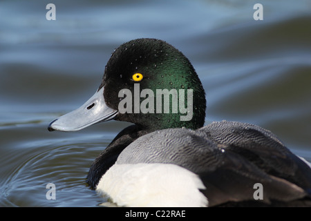 Greate scaup duck Palo Alto Baylands Park California dimorfismo san francisco bay gioco Wetland Bird marsh coast beach shore floc Foto Stock