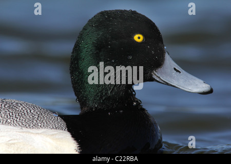 Lesser scaup duck Palo Alto Baylands Park California Foto Stock