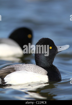 Lesser scaup duck Palo Alto Baylands Park California Foto Stock