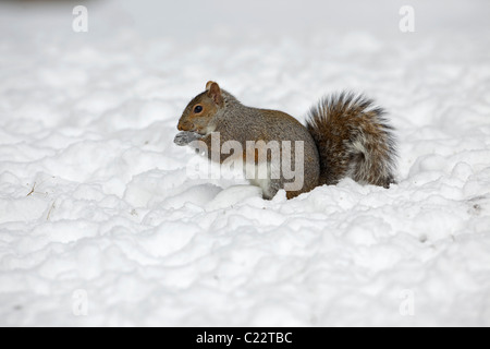 Grigio orientale scoiattolo (Sciurus carolinensis) New York - USA Foto Stock