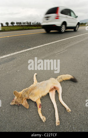 San Joaquin Kit Fox (Vulpes vulpes macrotis mutica) femmina infermieristica ucciso sulla strada, Bakersfield, California in via di estinzione Foto Stock