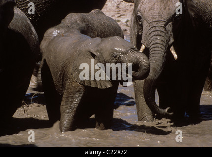 Elephant baby bere e facendo il bagno di fango mentre protetti da adulti. Elefante africano (Loxodonta africana) in Etosha Foto Stock