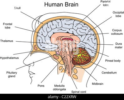 Struttura del cervello umano illustrazione Foto Stock