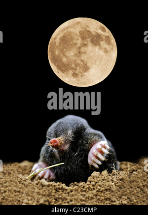 Mole mole comune (Talpa europaea) al chiaro di luna (Digitally Enhanced Image) Foto Stock