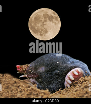 Mole mole comune (Talpa europaea) al chiaro di luna (Digitally Enhanced Image) Foto Stock