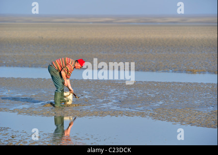 L'uomo, dotato di clamming rastrello e la benna di scavo, di vongole nel fango di marea appartamenti della Baia della Somme, Piccardia, Francia Foto Stock