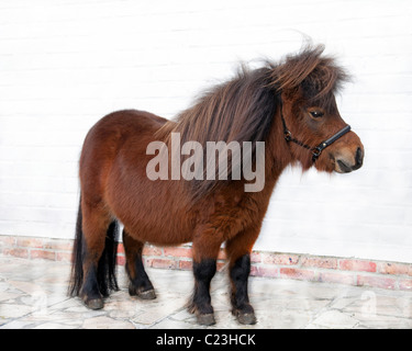 Nana pony Shetland testa Foto Stock