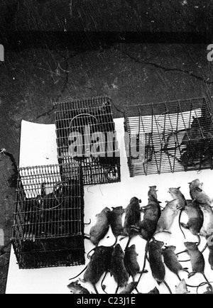 Degli anni Cinquanta, Inghilterra. Raccolta di ratti morti visualizzata su un tavolo accanto a gabbie che essi sono stati catturati in questo quadro storico. Foto Stock