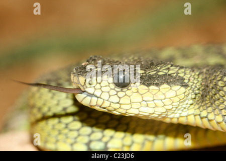 La testa di un grandi laghi Bush Viper ( Atheris nitschei ) Foto Stock