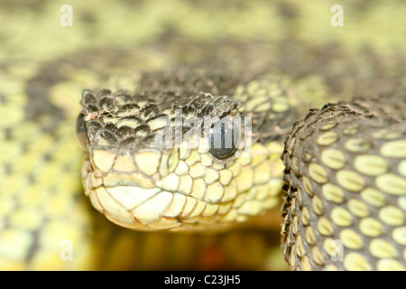 La testa di un grandi laghi Bush Viper ( Atheris nitschei ) Foto Stock